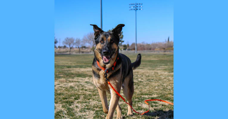 Leo, a German Shepherd Dog and Neapolitan Mastiff mix tested with EmbarkVet.com