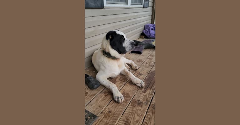 Zhang, a Central Asian Shepherd Dog tested with EmbarkVet.com