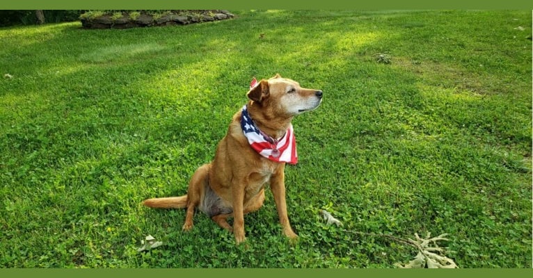 Photo of Riley, an Australian Cattle Dog, Labrador Retriever, and Cocker Spaniel mix in Missouri, USA