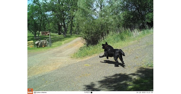 Photo of Big, a Flat-Coated Retriever  in Merlin, OR, USA