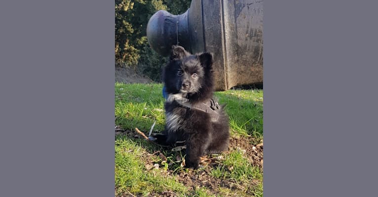 Kira, a Pomeranian and German Spitz mix tested with EmbarkVet.com