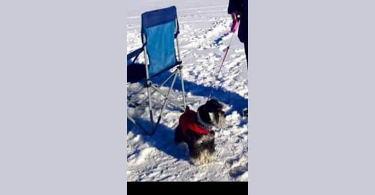 Minnie, a Miniature Schnauzer tested with EmbarkVet.com