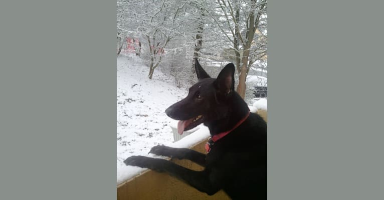 Roxy, a German Shepherd Dog tested with EmbarkVet.com