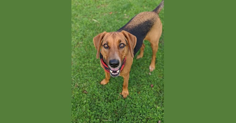Rowdy, an Australian Cattle Dog and Redbone Coonhound mix tested with EmbarkVet.com