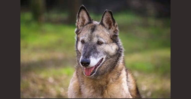 Turick malinois sales