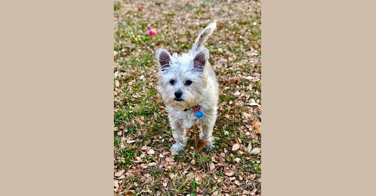 Westie beard stains sales