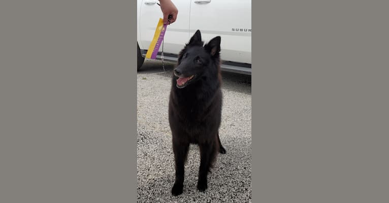 Photo of Gem, a Belgian Shepherd  in Canton, OH, USA
