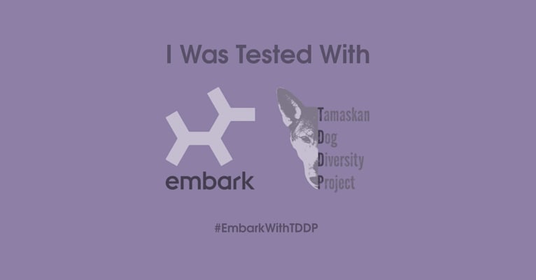 William, a Siberian Husky and Alaskan-type Husky mix tested with EmbarkVet.com