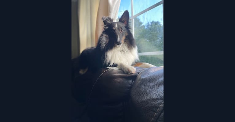 Whiskey Cash Adams, a Shetland Sheepdog tested with EmbarkVet.com
