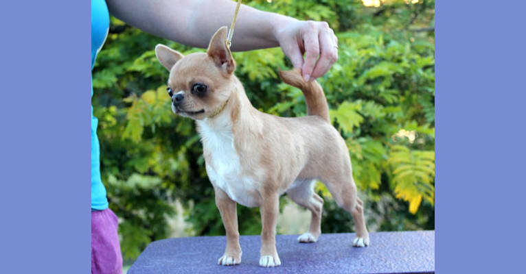 Boo, a Chihuahua tested with EmbarkVet.com