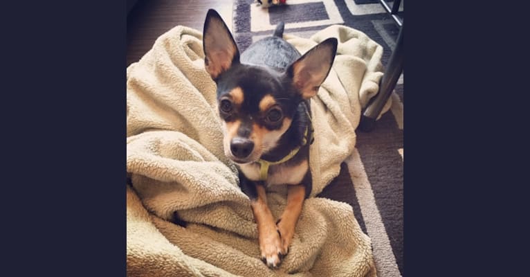 Photo of Squirt, a Chihuahua  in Des Moines, Iowa, USA