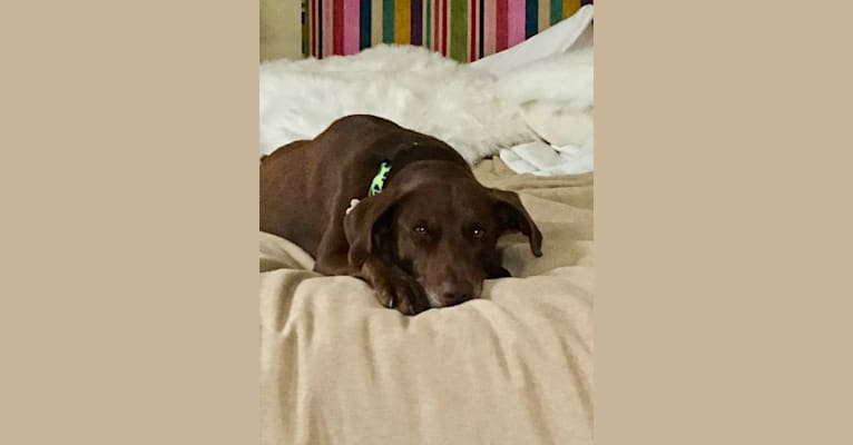 Porter, an American Pit Bull Terrier and Labrador Retriever mix tested with EmbarkVet.com