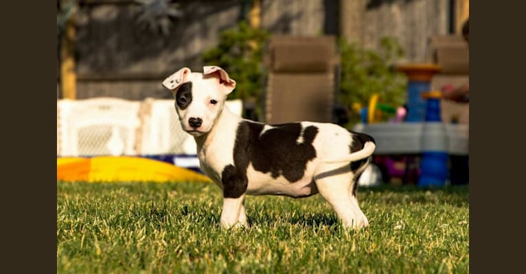 Photo of Dakota, an American Pit Bull Terrier, Cocker Spaniel, German Shepherd Dog, and Mixed mix in Texas, USA