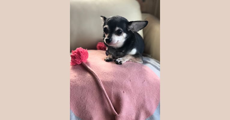 Alex, a Chihuahua and Dachshund mix tested with EmbarkVet.com