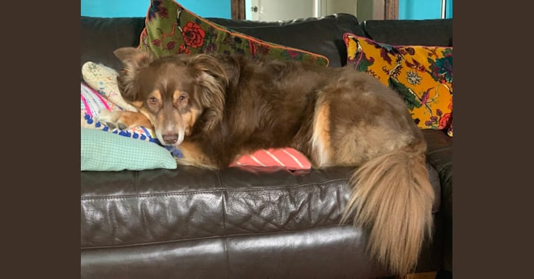 Rosie O'Doggell, an Australian Shepherd and German Shepherd Dog mix tested with EmbarkVet.com
