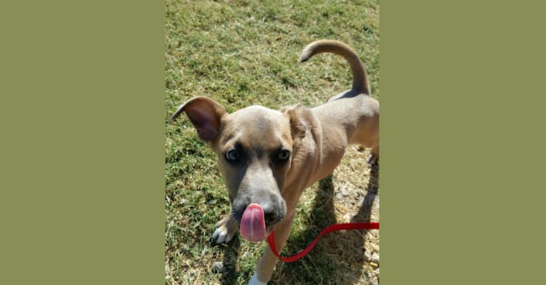 Booker, a Rat Terrier and American Pit Bull Terrier mix tested with EmbarkVet.com