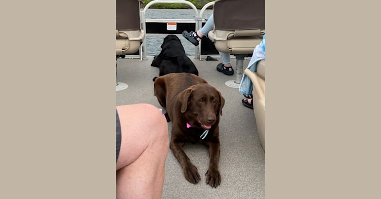 Mocha, a Labrador Retriever tested with EmbarkVet.com