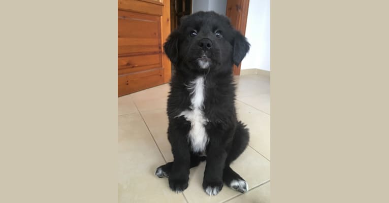 Sofia, a West Asian Village Dog tested with EmbarkVet.com