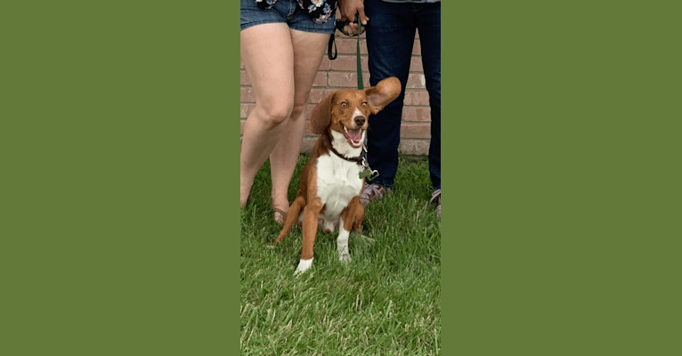 Photo of Ranger, a Beagle  in Canton, Michigan, USA
