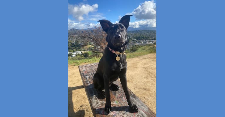 Photo of Juno, a German Shepherd Dog and American Pit Bull Terrier mix in Los Angeles, California, USA