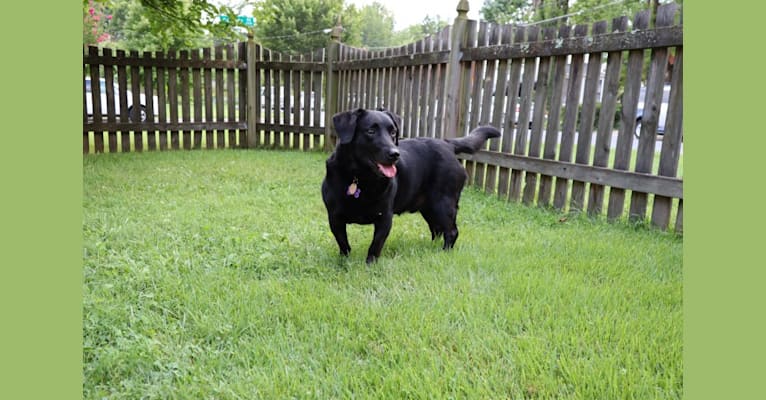 Charlie, a Labrador Retriever and Border Collie mix tested with EmbarkVet.com