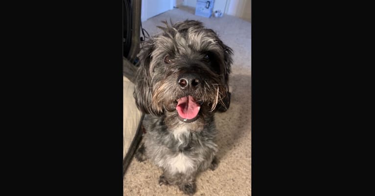 bull terrier maltese poodle mix