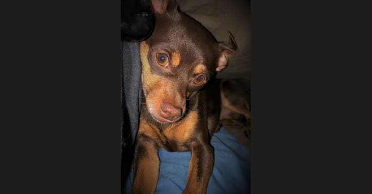 Photo of Oliver, a Chihuahua and Miniature Pinscher mix in Columbia City, Indiana, USA
