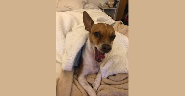 Photo of Happy, a Chihuahua, Poodle (Small), Pomeranian, and Mixed mix in Carson, CA, USA