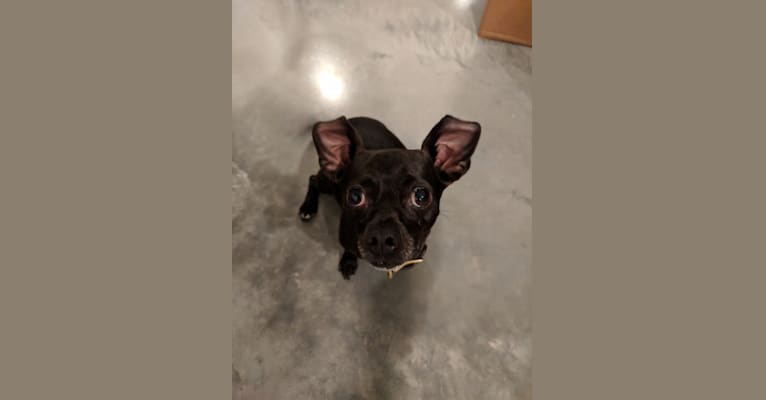 Stellaluna “Stella”, a Chihuahua tested with EmbarkVet.com