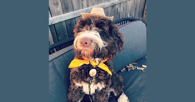 Bolo, an English Springer Spaniel and Poodle (Standard) mix tested with EmbarkVet.com