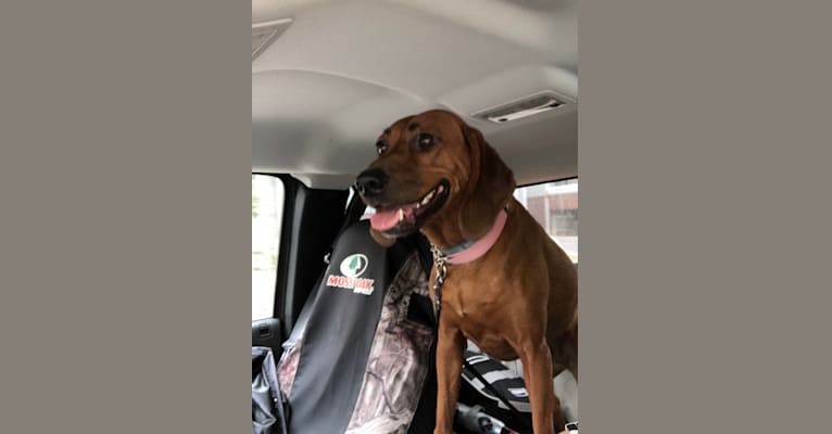 Photo of Dixie, a Redbone Coonhound  in Dickson, Tennessee, USA