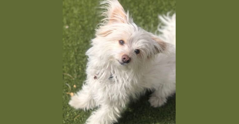 Photo of Bianca, a Poodle (Small), Chihuahua, Chinese Crested, Pekingese, and Mixed mix in Albuquerque, New Mexico, USA