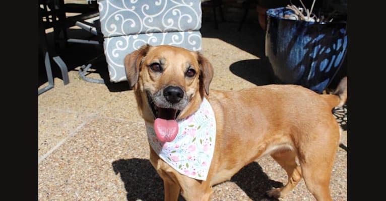 Photo of Daisy, a Labrador Retriever, Rottweiler, and Mixed mix in Texas, USA