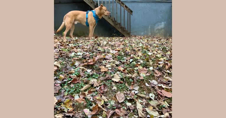 Photo of Strike, an American Pit Bull Terrier, Chow Chow, German Shepherd Dog, and Miniature/MAS-type Australian Shepherd mix in Georgia, USA