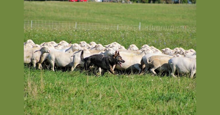 Scorpio, a German Shepherd Dog tested with EmbarkVet.com