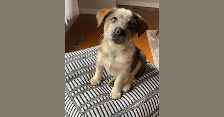 Nash, an Australian Shepherd and Labrador Retriever mix tested with EmbarkVet.com