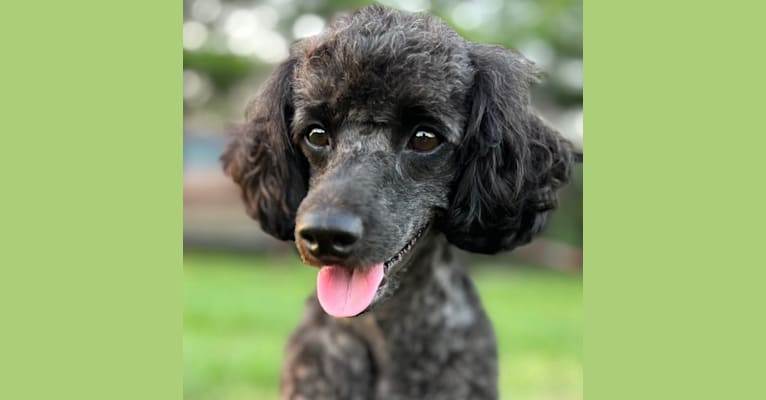 Izzy, a Poodle tested with EmbarkVet.com