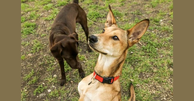 Niiv, a Siberian Husky and German Shepherd Dog mix tested with EmbarkVet.com