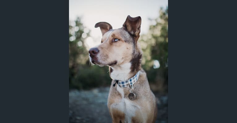 Leo, a Siberian Husky and Chesapeake Bay Retriever mix tested with EmbarkVet.com