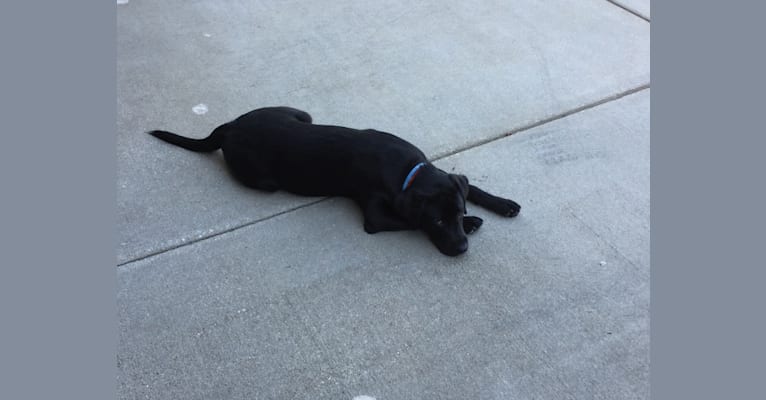 Jax, a Labrador Retriever tested with EmbarkVet.com