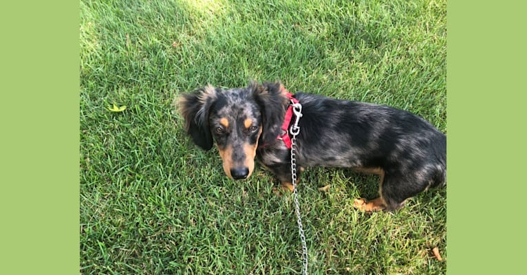 Scooter, a Dachshund and Pekingese mix tested with EmbarkVet.com