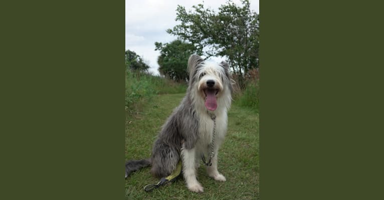 Poppy, an Old English Sheepdog and Siberian Husky mix tested with EmbarkVet.com