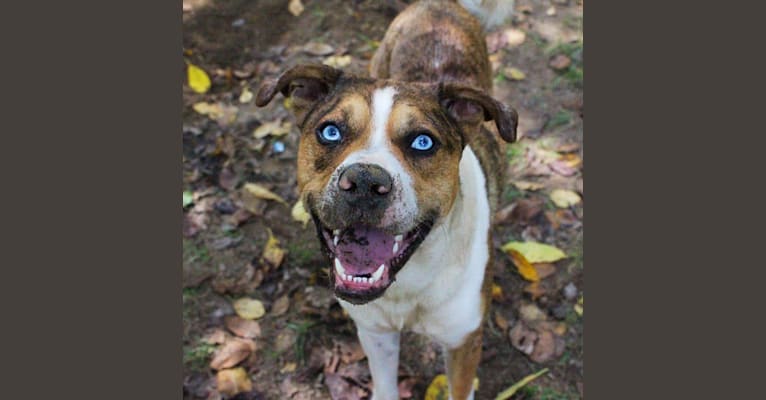 Thor, a Boston Terrier and Siberian Husky mix tested with EmbarkVet.com