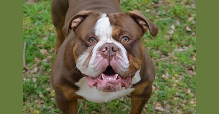 OLLIE, an Olde English Bulldogge tested with EmbarkVet.com