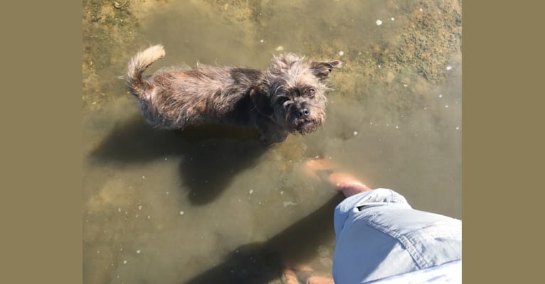 Bucky, a Lhasa Apso and Rat Terrier mix tested with EmbarkVet.com