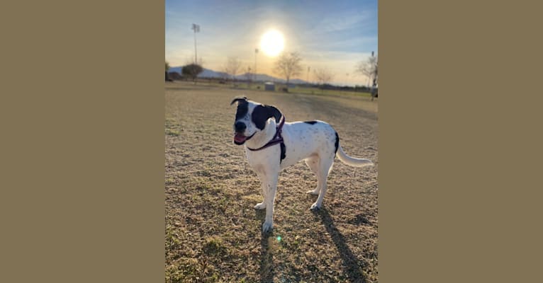 Photo of Millie, an American Pit Bull Terrier, Labrador Retriever, Border Collie, German Shepherd Dog, and Shih Tzu mix in Texas, USA