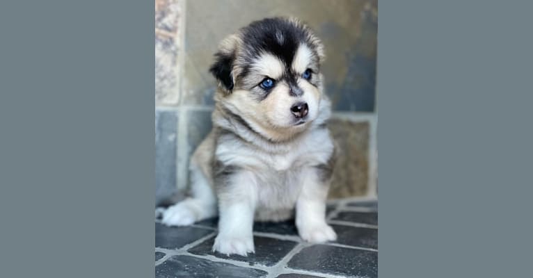 Brady, a Pomsky tested with EmbarkVet.com