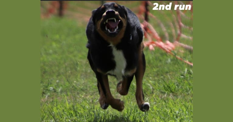Mac-Arthur, an Australian Shepherd and American Pit Bull Terrier mix tested with EmbarkVet.com