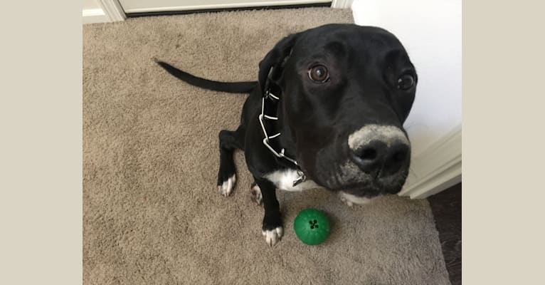 Atlas Harden, a German Shorthaired Pointer and Cane Corso mix tested with EmbarkVet.com