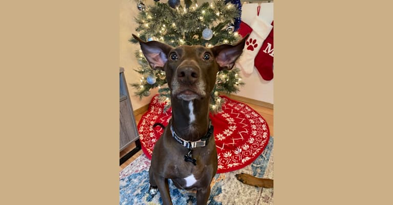 Lana, an American Pit Bull Terrier and Greyhound mix tested with EmbarkVet.com